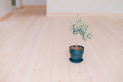 平和の象徴として知られる「オリーブの木」を植樹されました